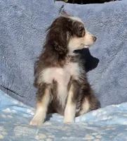 Aqua Toy AD, a female Miniature Aussiedoodle for sale in Gainesville, GA – 3 of 3