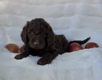 Blue Collar, a male Labradoodle for sale in Gainesville, GA – 3 of 3