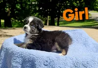 Orange , a female Australian Shepherd for sale in Gainesville, GA – 2 of 3