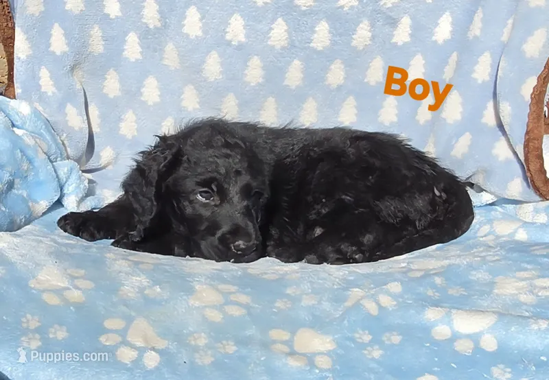 Orange – Labradoodle puppy for sale in Gainesville, GA
