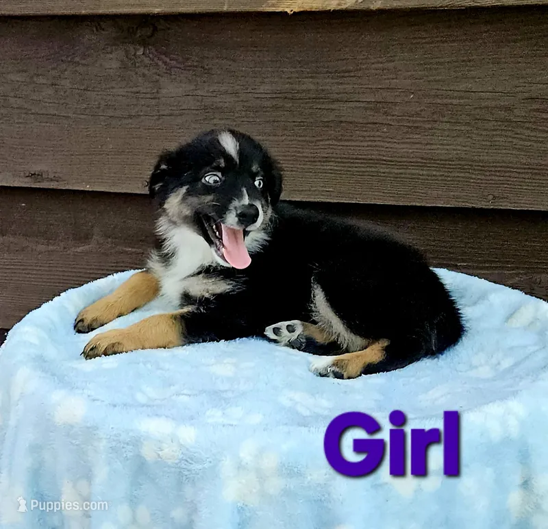 Purple – Australian Shepherd puppy for sale in Gainesville, GA