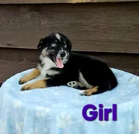 Purple, a female Australian Shepherd for sale in Gainesville, GA – 1 of 2