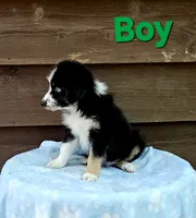 Green, a male Australian Shepherd for sale in Gainesville, GA – 4 of 4