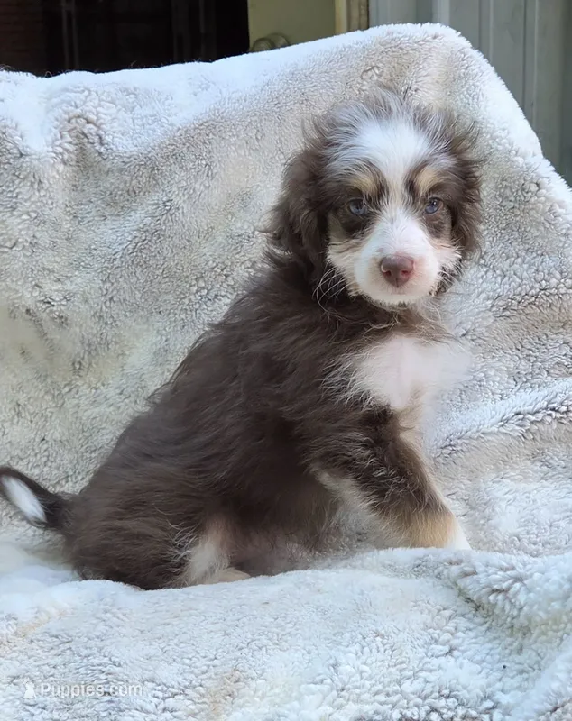 Aqua – Miniature Aussiedoodle puppy for sale in Gainesville, GA