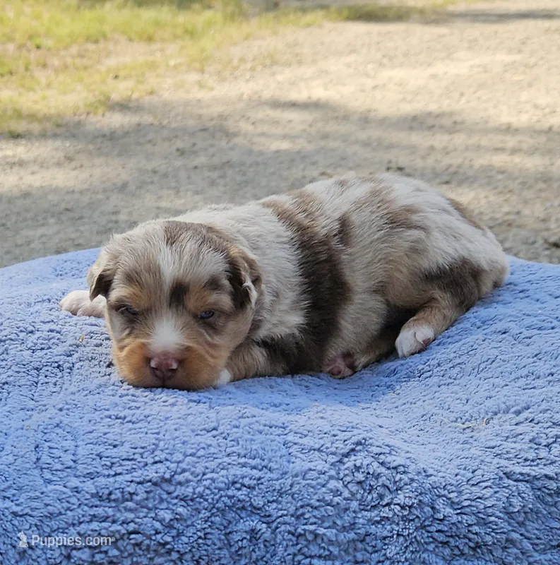 Green – Toy Australian Shepherd puppy for sale in Gainesville, GA