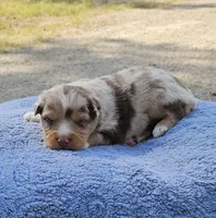Green, a male Toy Australian Shepherd for sale in Gainesville, GA – 1 of 4