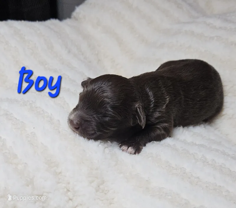 Blue – Miniature Aussiedoodle puppy for sale in Gainesville, GA