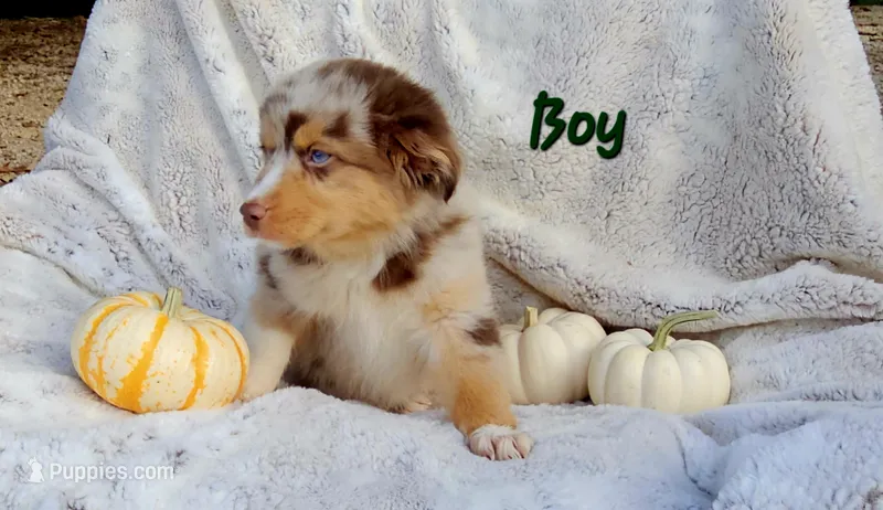 Green Sale – Toy Australian Shepherd puppy for sale in Gainesville, GA