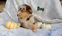 Green Sale, a male Toy Australian Shepherd for sale in Gainesville, GA – 1 of 2