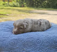 BLUE, a male Toy Australian Shepherd for sale in Gainesville, GA – 4 of 4