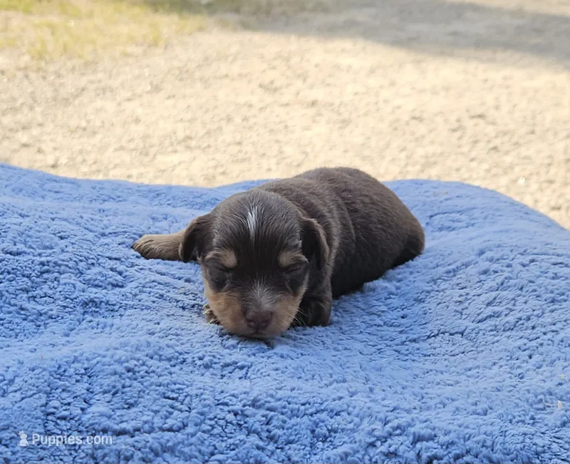 Orange  – Miniature Aussiedoodle puppy for sale in Gainesville, GA