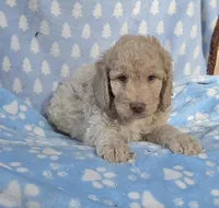 Purple, a male Labradoodle for sale in Gainesville, GA – 2 of 2