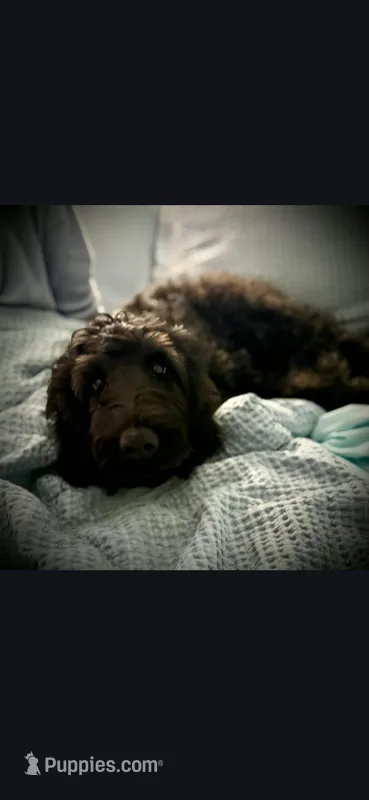 Demi – Goldendoodle puppy for sale in Gainesville, GA