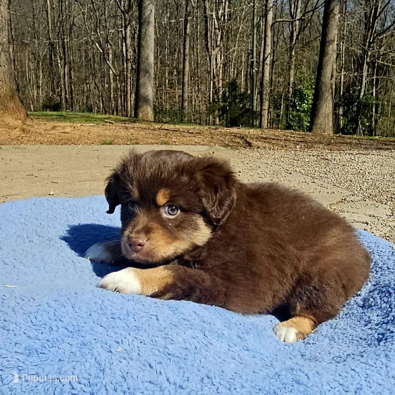 Blue – Miniature Australian Shepherd puppy for sale in Gainesville, GA