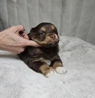 Blue, a male Miniature American Shepherd for sale in Gainesville, GA – Photo 3 of 3