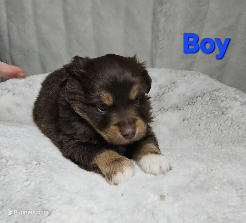Blue, a male Miniature American Shepherd for sale in Gainesville, GA – Photo 1 of 3