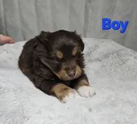 Blue, a male Miniature American Shepherd for sale in Gainesville, GA – Photo 1 of 3