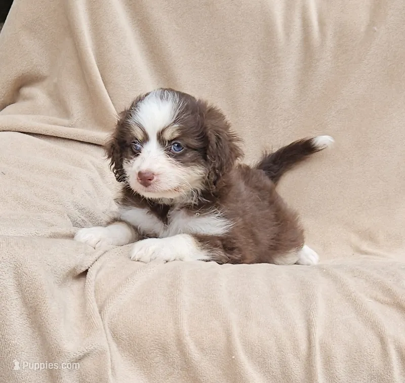Aqua – Miniature Aussiedoodle puppy for sale in Gainesville, GA
