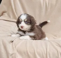 Aqua, a female Miniature Aussiedoodle for sale in Gainesville, GA – 1 of 3