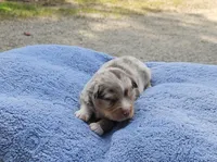 Green, a male Toy Australian Shepherd for sale in Gainesville, GA – 4 of 4