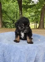 Brown, a male Miniature Aussiedoodle for sale in Gainesville, GA – Photo 2 of 3