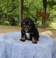 Brown, a male Miniature Aussiedoodle for sale in Gainesville, GA – Photo 3 of 3