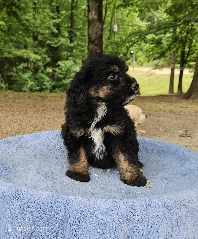 Brown – Miniature Aussiedoodle puppy for sale in Gainesville, GA