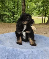 Brown, a male Miniature Aussiedoodle for sale in Gainesville, GA – Photo 1 of 3