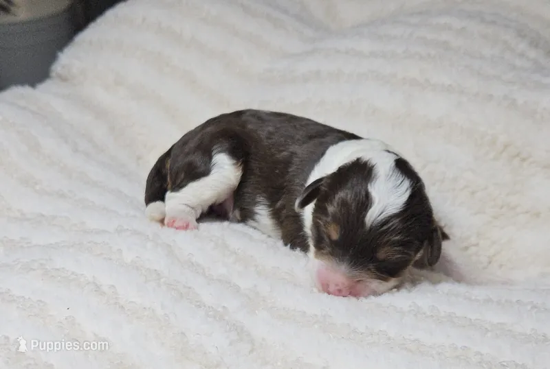 Pink – Miniature Aussiedoodle puppy for sale in Gainesville, GA