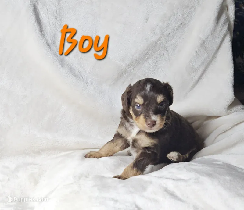 Orange  – Miniature Aussiedoodle puppy for sale in Gainesville, GA