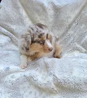 Yellow, a male Miniature Australian Shepherd for sale in Gainesville, GA – 2 of 3
