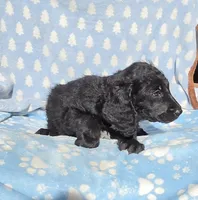 Orange, a male Labradoodle for sale in Gainesville, GA – 3 of 3