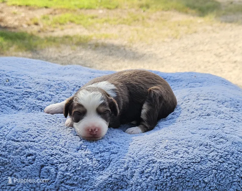 Aqua – Miniature Aussiedoodle puppy for sale in Gainesville, GA