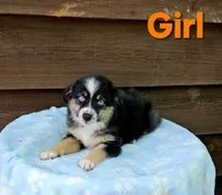 Orange , a female Australian Shepherd for sale in Gainesville, GA – 3 of 3