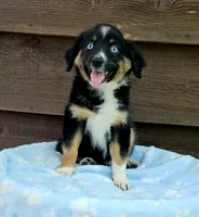 Red, a female Australian Shepherd for sale in Gainesville, GA – 2 of 2