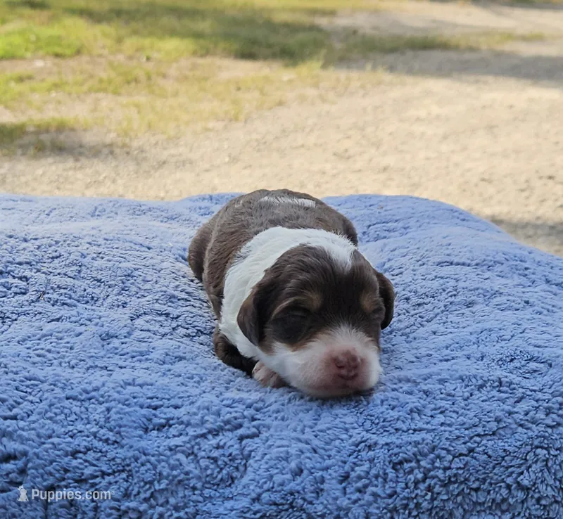 Pink – Miniature Aussiedoodle puppy for sale in Gainesville, GA