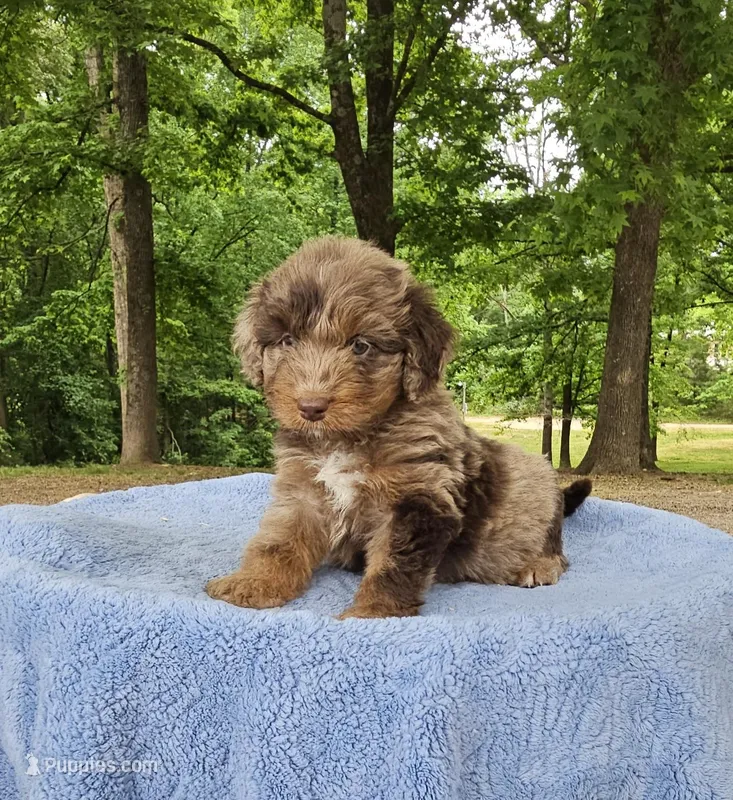 Black – Miniature Aussiedoodle puppy for sale in Gainesville, GA