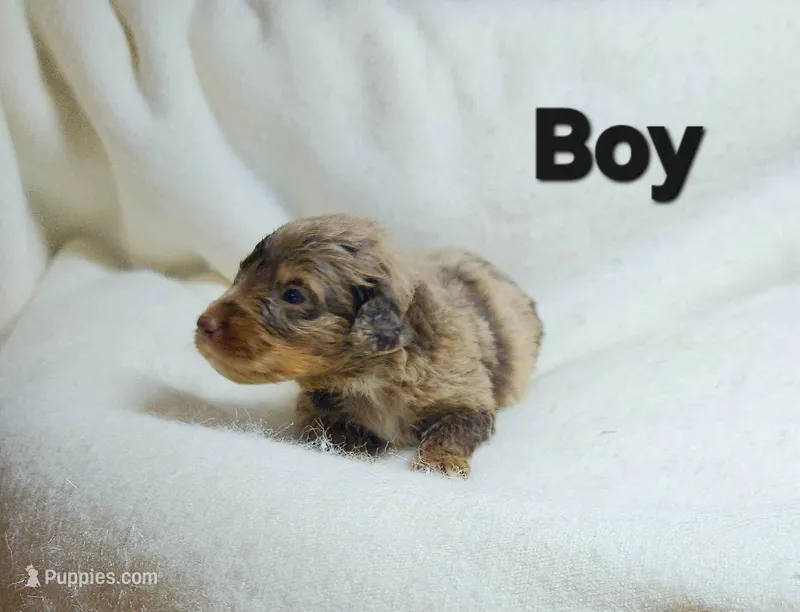 Black – Miniature Aussiedoodle puppy for sale in Gainesville, GA