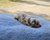 YELLOW, a male Toy Australian Shepherd for sale in Gainesville, GA – 2 of 4