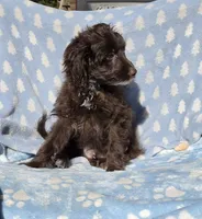 Blue Toy AD, a male Miniature Aussiedoodle for sale in Gainesville, GA – 2 of 2