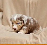 Black, a male Aussiedoodle for sale in Gainesville, GA – 3 of 3