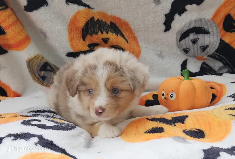 Red – Toy Australian Shepherd puppy for sale in Gainesville, GA