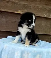 Green, a male Australian Shepherd for sale in Gainesville, GA – 3 of 4