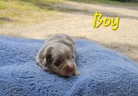 YELLOW, a male Toy Australian Shepherd for sale in Gainesville, GA – 3 of 4