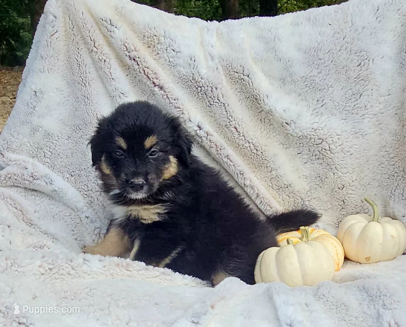 Orange – Aussiedoodle puppy for sale in Gainesville, GA