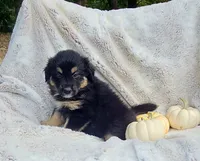 Orange AD, a female Aussiedoodle for sale in Gainesville, GA – 1 of 3