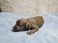 White, a female Miniature Aussiedoodle for sale in Gainesville, GA – Photo 2 of 4
