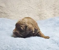 White, a female Miniature Aussiedoodle for sale in Gainesville, GA – Photo 1 of 4