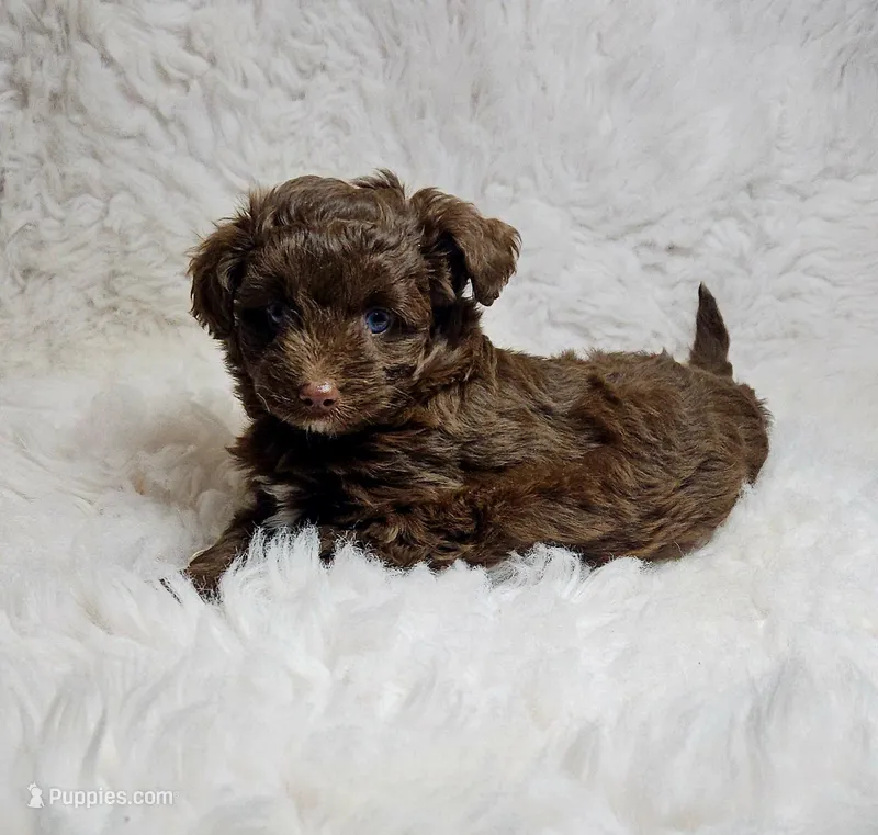 White – Miniature Aussiedoodle puppy for sale in Gainesville, GA
