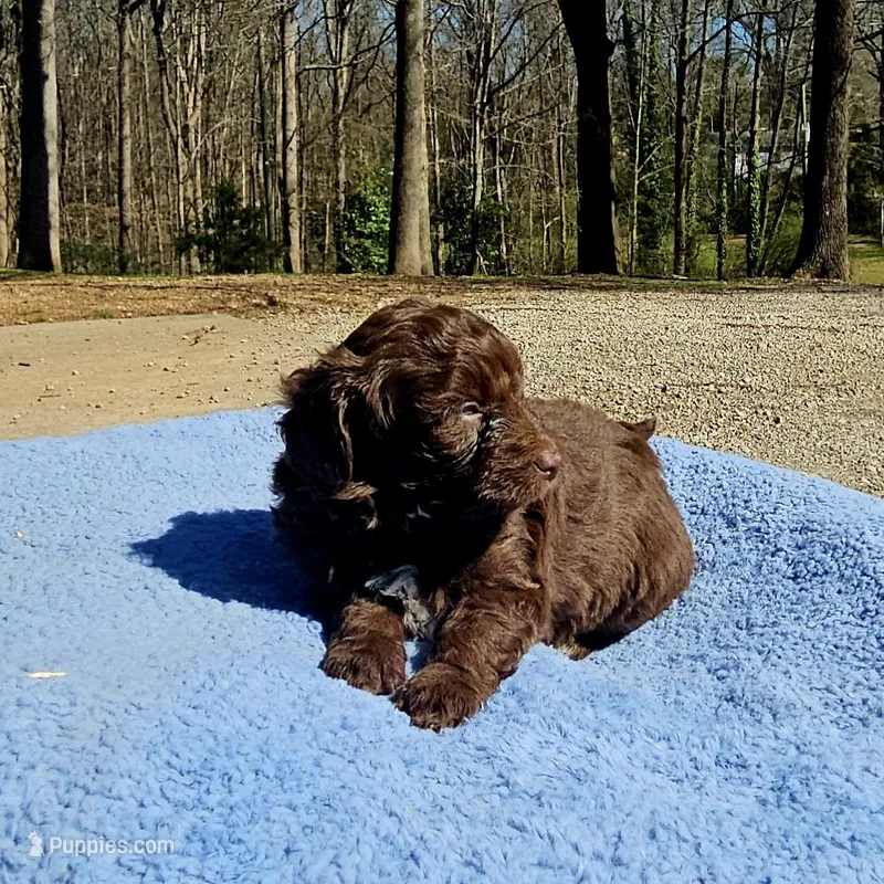 White – Miniature Aussiedoodle puppy for sale in Gainesville, GA